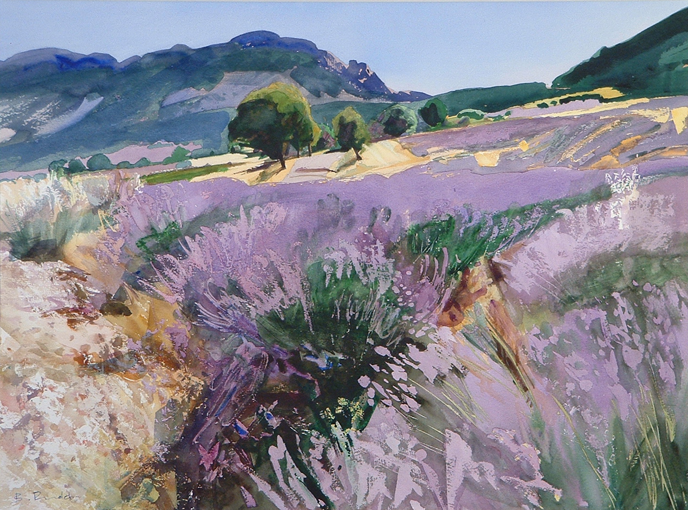Lavender near St Jaile -Provence